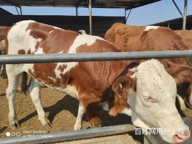 出售大小西门塔尔牛夏洛莱牛利木赞牛 - 图片 10