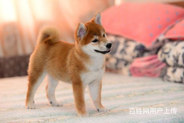 哪裡賣柴犬 柴犬交易 柴犬多少錢