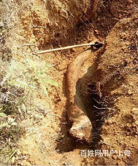 广西土沉香批发 - 图片 3