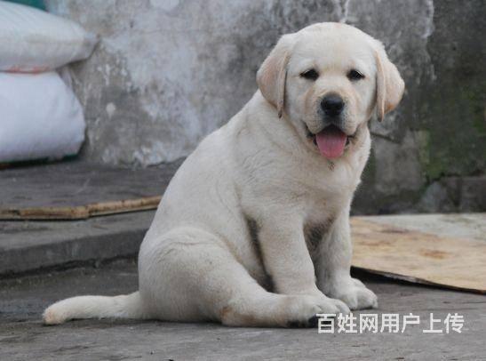 純種拉布拉多犬多少錢 奶白色拉布拉多 出售高品質的圖片