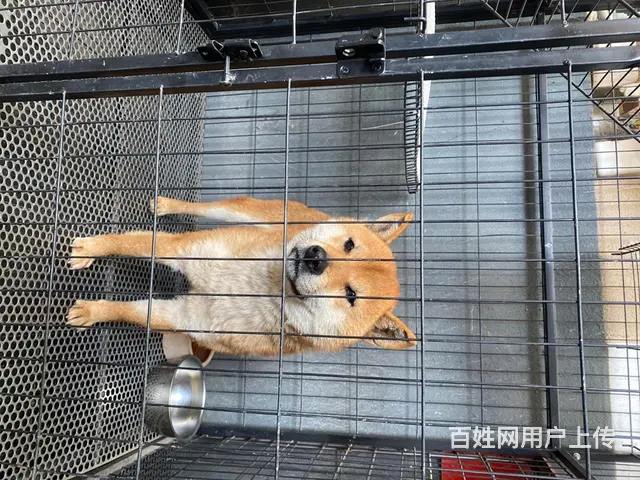 有事要外出，着急出，价格可面议 - 图片 1