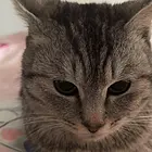 自家猫 价格可小砍