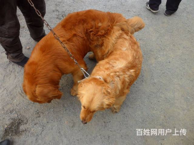 金毛犬多少錢一隻金毛犬價格