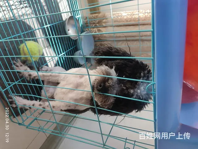 求领养的图片