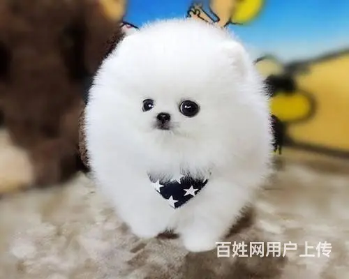 精品特价！出售纯种哈多利博美幼犬 健康有保障 - 图片 8