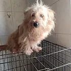 出售发情狗狗生过一窝