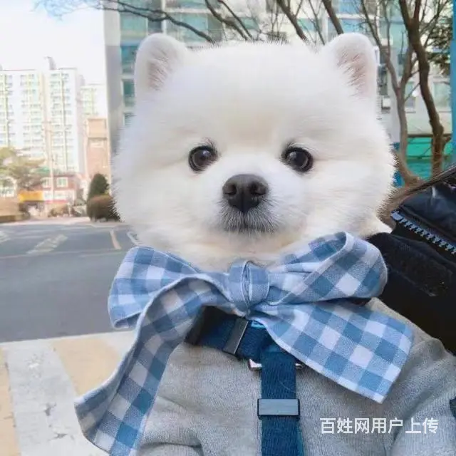 安徽寿县宠物托运 （猫狗活体运输）一对一上门接送 邮寄到全国 - 图片 1
