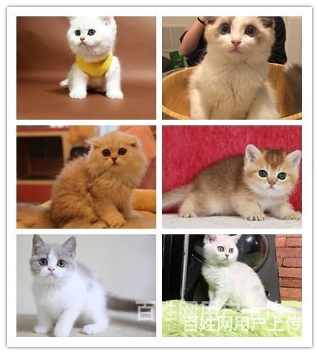 迪庆个人猫舍卖猫的市场在哪的图片