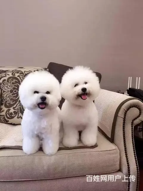 出售纯种比熊幼犬 法国卷毛比熊幼犬 疫苗全 包 - 图片 3