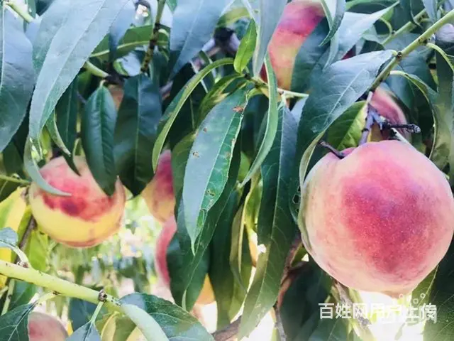 【搞定了！】果园出租年入8-10万（租金几千） - 图片 4