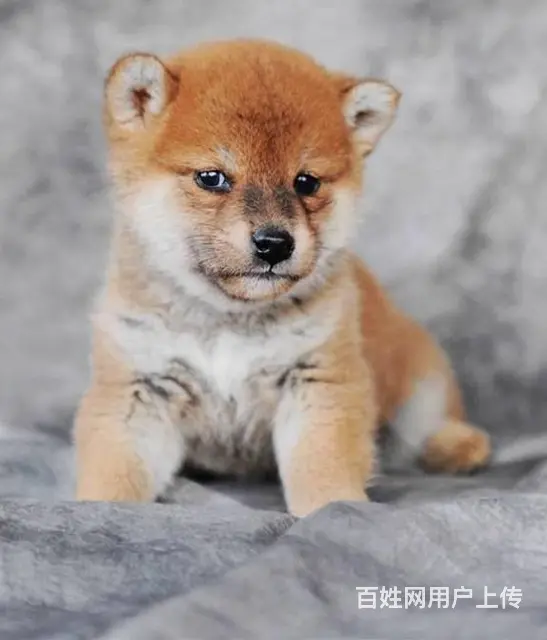 北京哪里有卖柴犬的 纯种日本柴犬多少钱一只 - 图片 1
