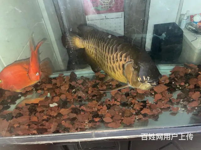 高背金龍、60公分、公、十一岁 - 图片 2