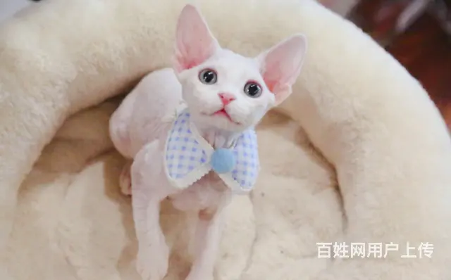 哪里有卖德文卷毛猫的 性格好 不掉毛 高端人士首选 - 图片 2