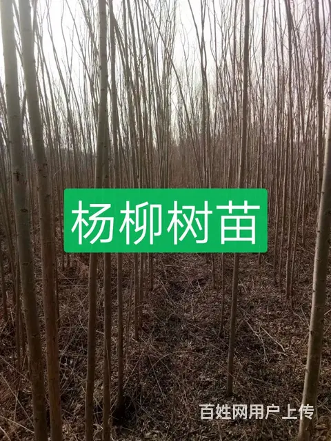 七台河大山苗木种植园 - 图片 7