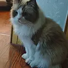 布偶猫出售