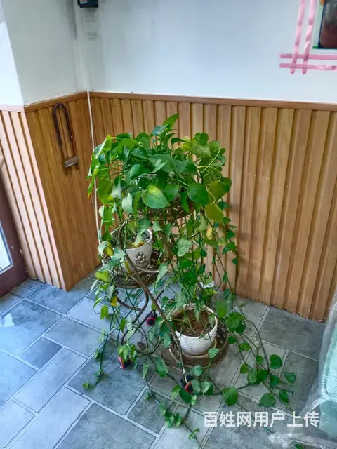 门市转让低价处理物品 - 图片 10