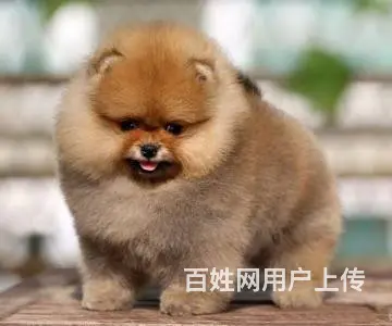 纯种博美狗幼犬出售 哈多利博美犬价格 博美犬专卖犬 - 图片 2