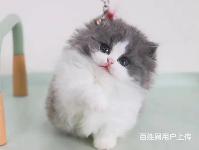 曼基康矮脚猫多少钱 拿破仑好养吗 矮脚拿破仑照片 - 图片 7