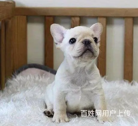 纯种高品质法国斗牛犬出售 黑色奶油色 买狗送宠物用 - 图片 9
