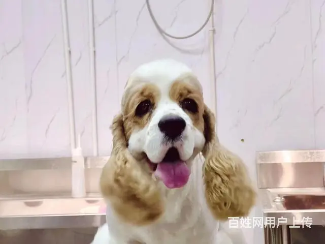 美国可卡花卡种公对外借配 - 图片 2
