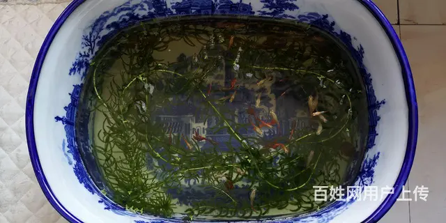 红箭鱼便宜卖了，因换别的鱼了便宜处理 - 图片 2
