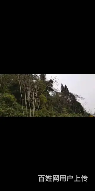 四川省资阳市雁江区120亩林地转让 - 图片 5