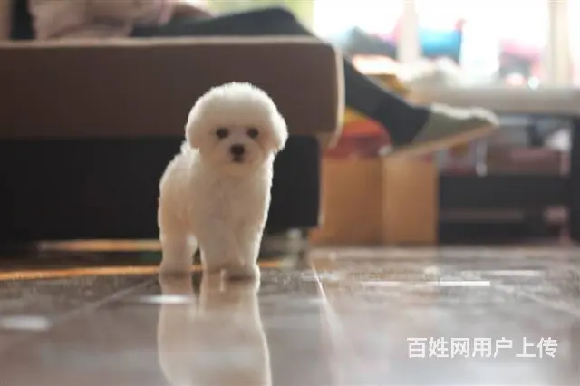 法国血统比熊幼犬 上门挑选 签订协议保纯种健康 - 图片 6