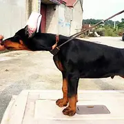 临沧犬舍推荐-正规养殖杜宾的地方