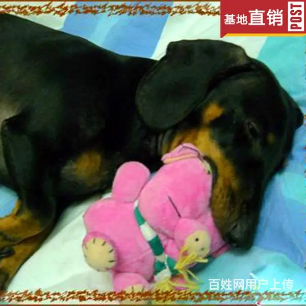 宿迁【十年老店】常年繁殖优质血统腊肠犬幼犬 - 图片 3