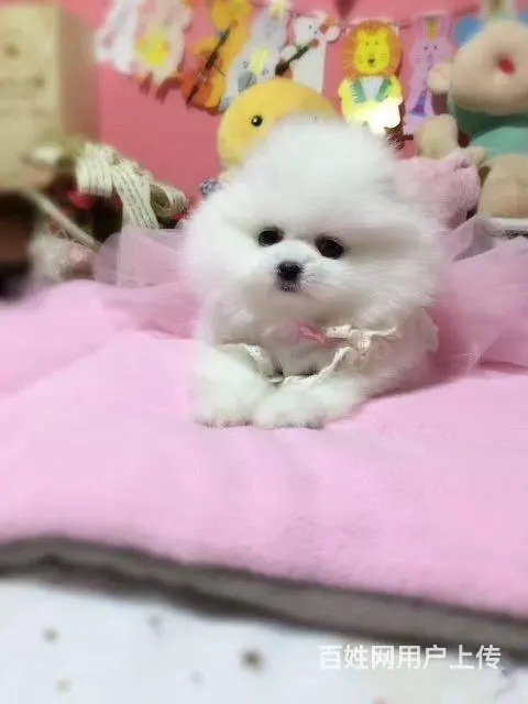 博美犬 茶杯幼犬出售 直销哈多利小体博美犬 - 图片 7