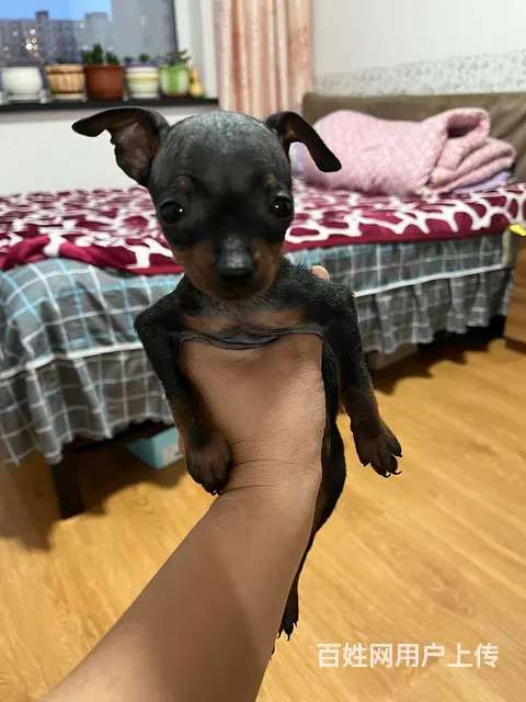 小鹿犬 - 图片 2