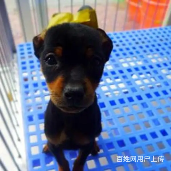 滨州南京有哪些小鹿犬购买渠道  小鹿犬如何可以买到 - 图片 1