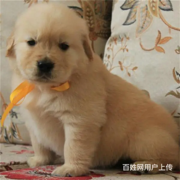 吕梁优质金毛如何挑选，优质金毛多少钱一个 - 图片 10