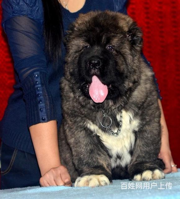 阜新宠物 阜新狗狗 阜新高加索犬图片由用户自行上传,本网站无法鉴别