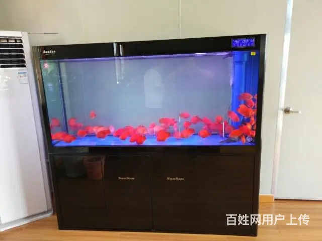 鱼缸观赏鱼送货到家 - 图片 5