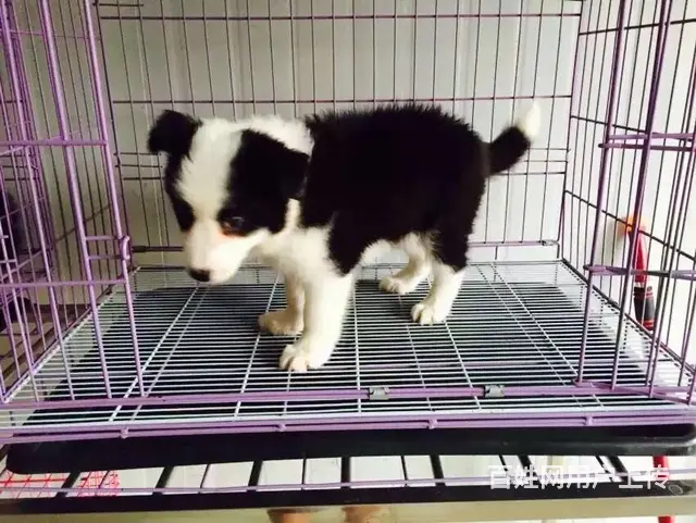 辽阳卖边牧的养殖场，养殖场边牧一般卖多少钱 - 图片 7