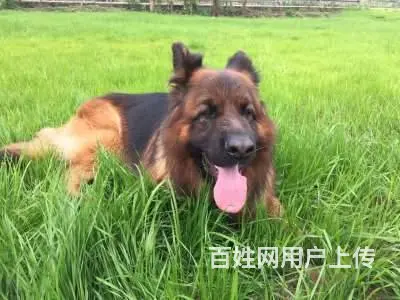 常州狗狗寄养训练，狗狗扑人怎么办 - 图片 2