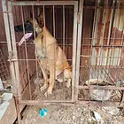 马犬性格温顺