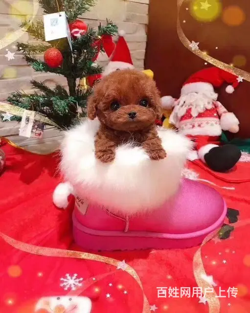 出售纯种小泰迪 火红色 品相极棒可签合同 - 图片 1