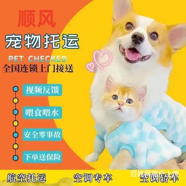 常州市宠物托运（猫狗）邮寄快递（2023今日 推荐运输 - 图片 1