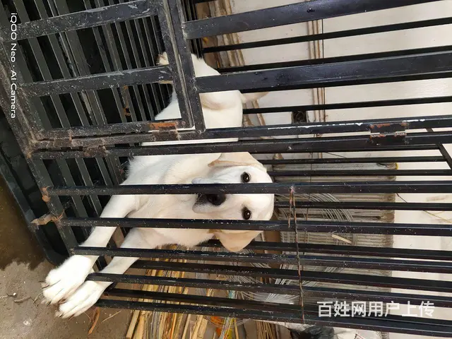 自家养的小拉拉 - 图片 1