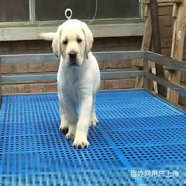 纯种拉布拉多犬 正规基地繁殖出售拉拉幼犬 - 图片 5