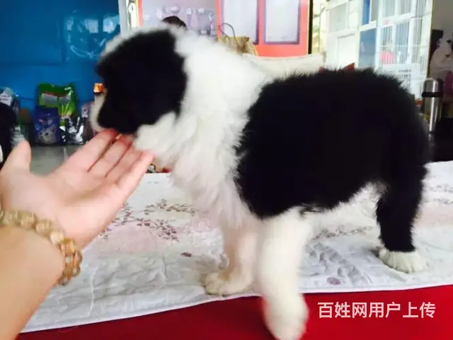 辽阳上哪可以看到边牧犬舍，边牧犬舍地址位置 - 图片 5