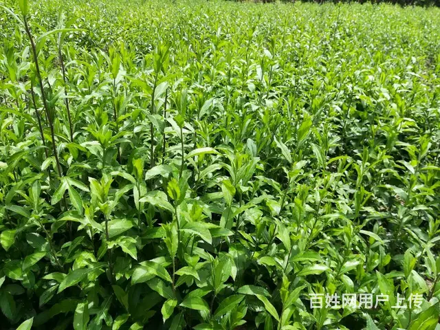 湖北百草堂苍术种植指点迷津，为农民朋友提供致富良策 - 图片 2