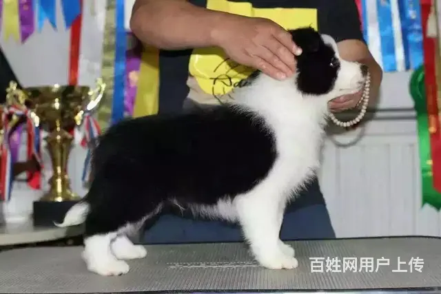 辽阳上哪可以看到边牧犬舍，边牧犬舍地址位置 - 图片 11