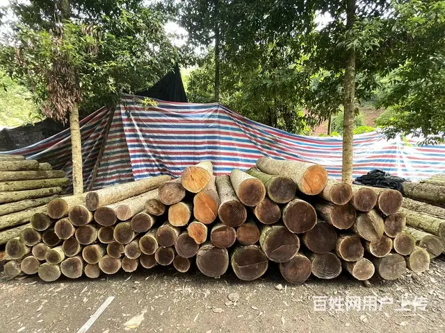金丝楠阴沉木老料小叶桢楠虎皮纹原木圆木园木木料拆房 - 图片 3