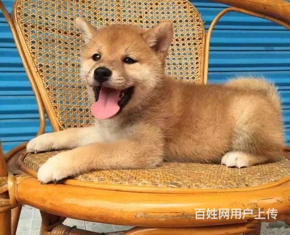 北京哪賣柴犬幼犬 日系柴犬 賽級柴犬 北京京諾犬業