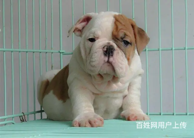海盗眼 熊猫眼 黑白色 全白法国斗牛犬出售 - 图片 4