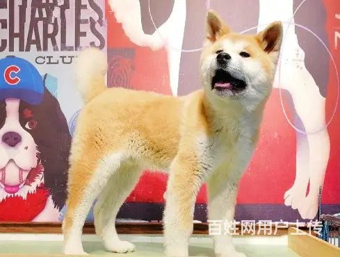 纯种日系秋田犬出售 忠犬八公 保纯种健康 欢迎来参 - 图片 8