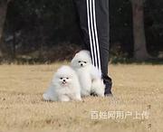 黄石博美养殖基地博美什么价位